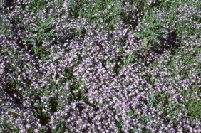 showy downingia (Downingia elegans)